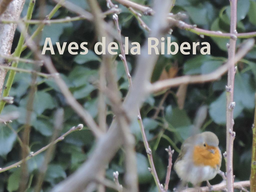 Гостьовий будинок El Retiro De Isabel Embid de la Ribera Екстер'єр фото